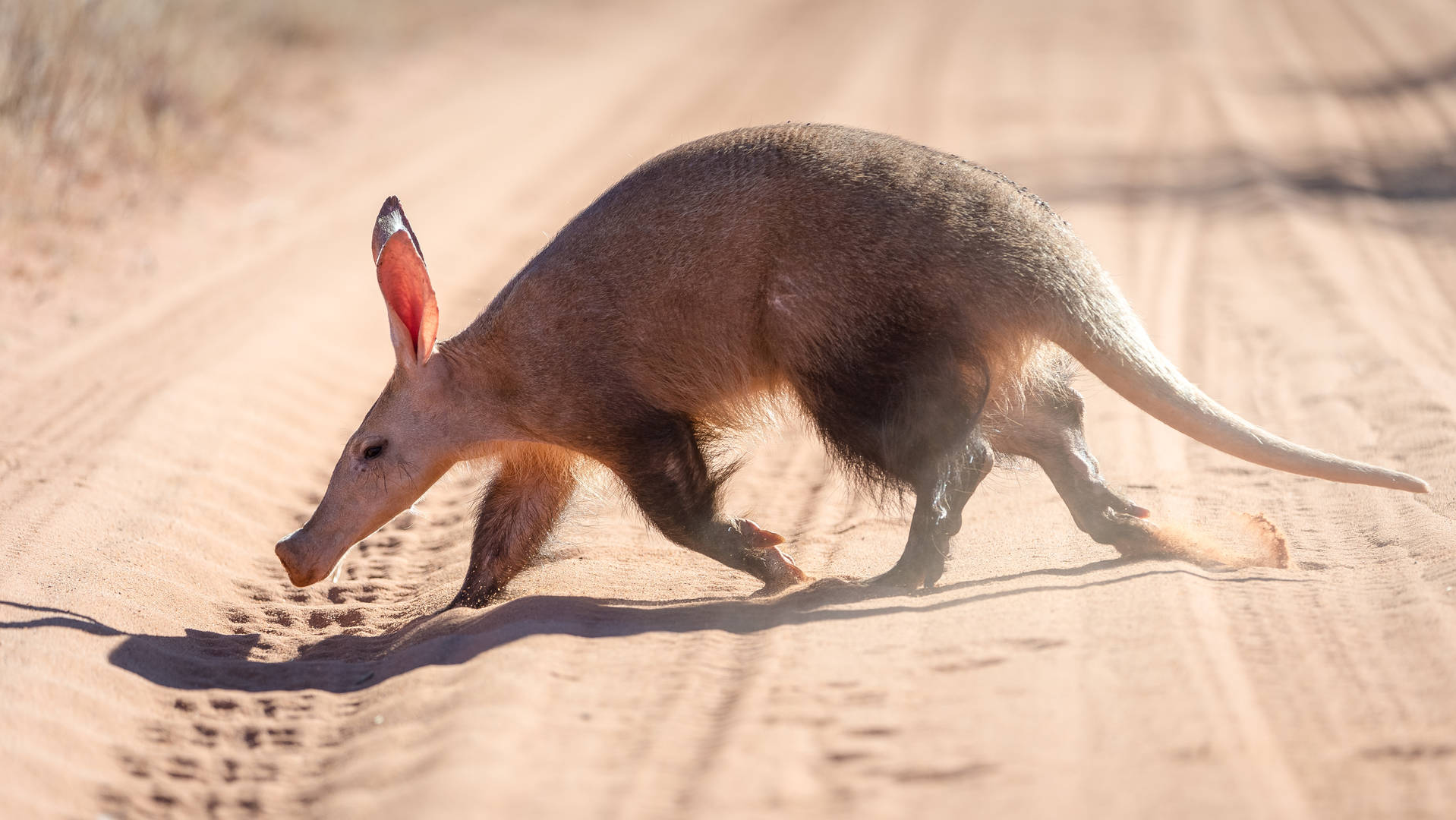 Aardvark awareness