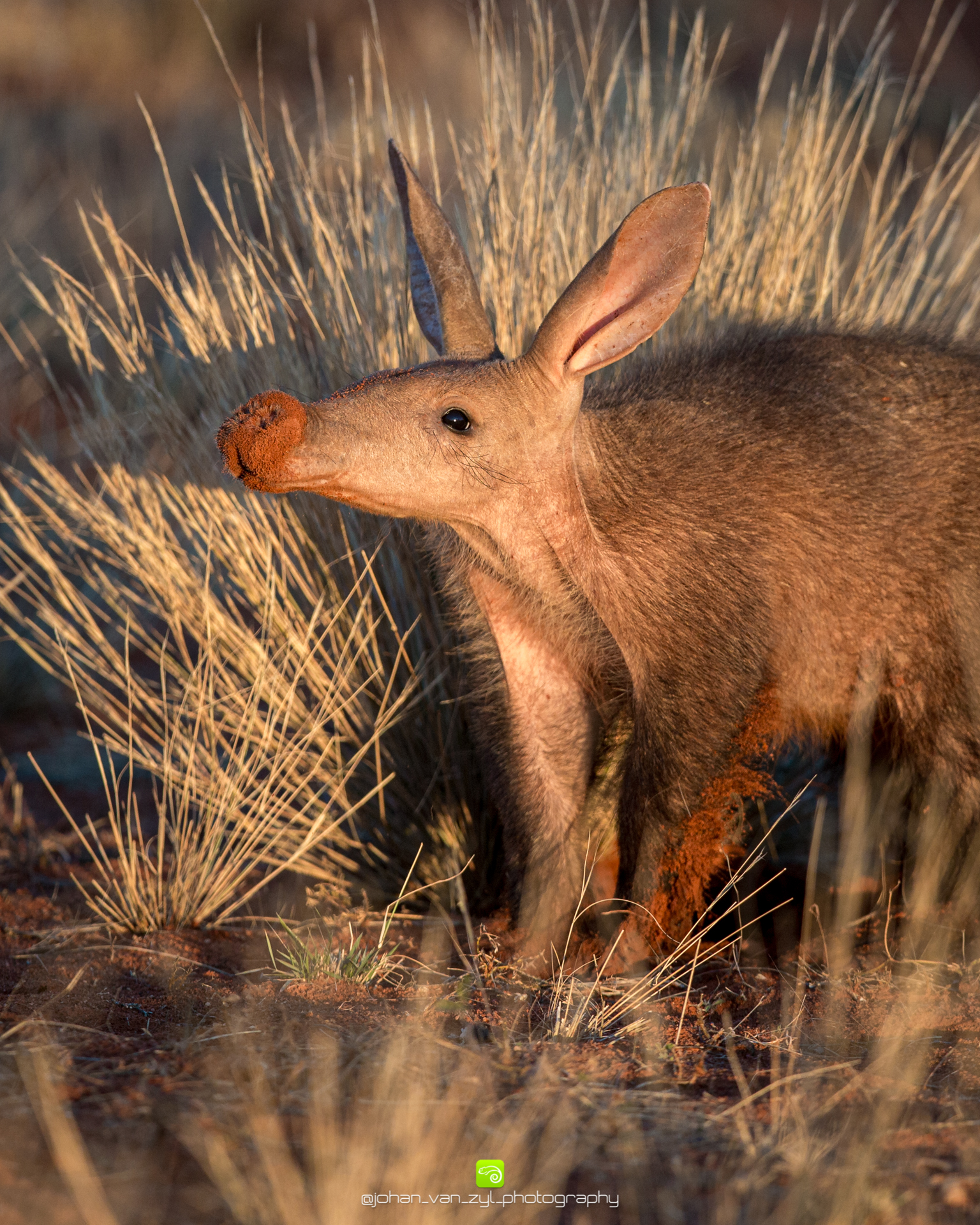Aardvark research