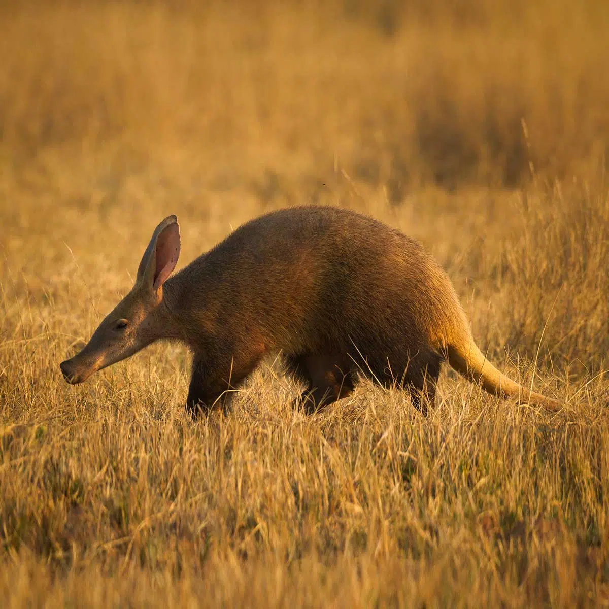 Aardvark adoption